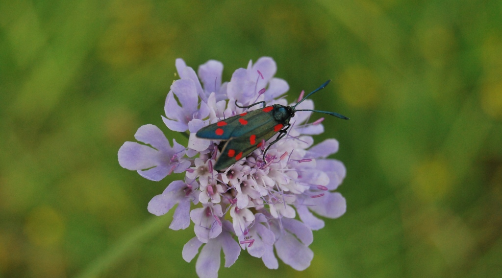 Zygenidae da id